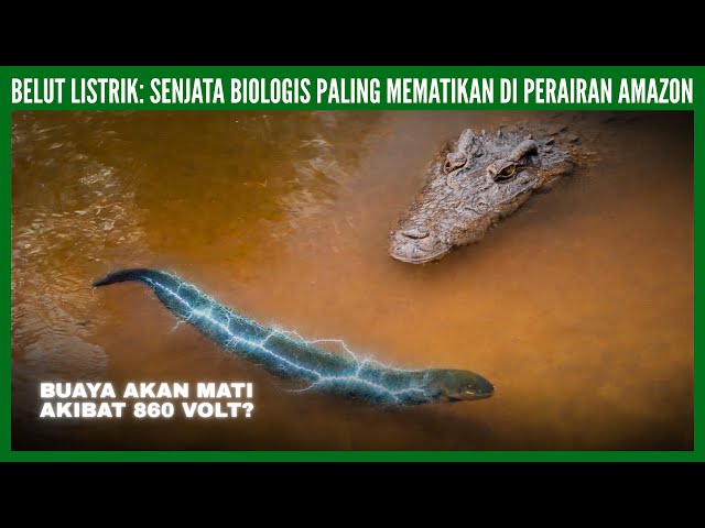 Kenapa Belut Listrik itu Sangat Mematikan