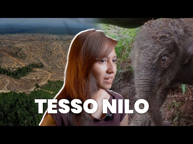 apa itu konflik tesso nilo